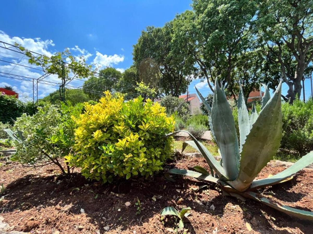 Apartment Lemon Tree