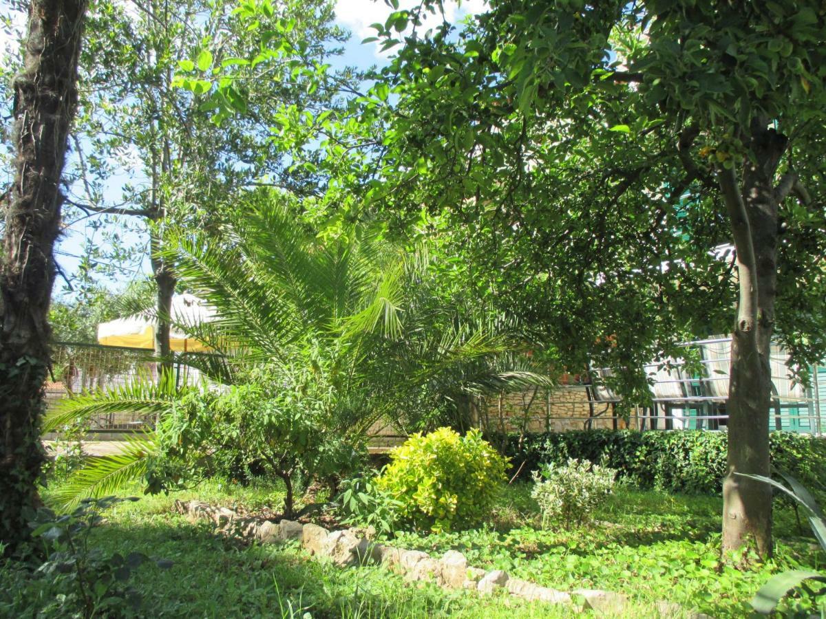 Lemon Tree